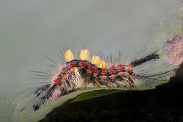 Schlehen-Bürstenspinners (Orgyia antiqua)