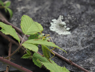Westliche Steppen-Sattelschrecke (Ephippiger ephippiger)