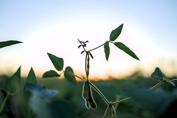 Soy field and soy plants in the evening.