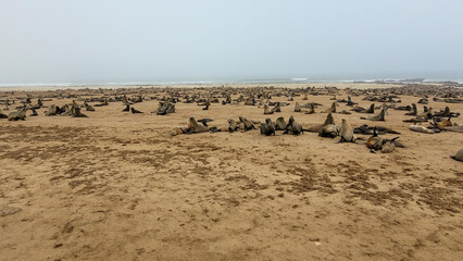 Südafrikanische Seebären (Arctocephalus pusillus) am Cape Cross, Namibia