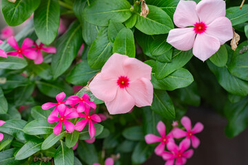 Fototapeta premium 色んな花に囲まれて咲くニチニチソウ