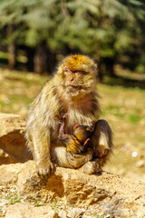Obraz premium Barbary macaque monkey, in the Middle Atlas Mountain