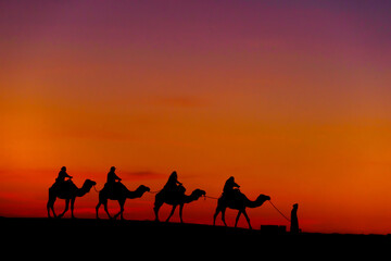 Sunset silhouette of camels,  Merzouga
