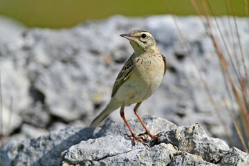 Tawny Pipit // Brachpieper (Anthus campestris) 
