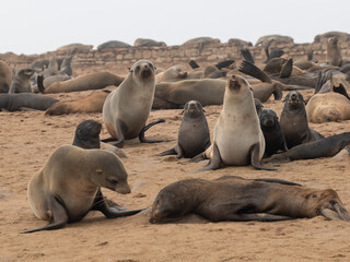 S&uuml;dafrikanische Seeb&auml;ren&nbsp;(Arctocephalus pusillus)