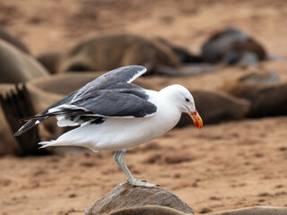 Südafrikanische Seebär (Arctocephalus pusillus), Dominikanermöwe (Larus dominicanus)