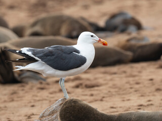 Fototapeta premium Südafrikanische Seebär (Arctocephalus pusillus), Dominikanermöwe (Larus dominicanus)