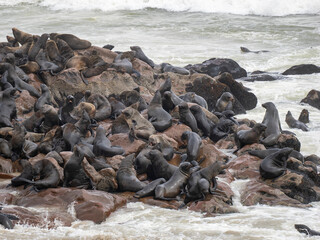 Obraz premium Südafrikanische Seebären&nbsp;(Arctocephalus pusillus)