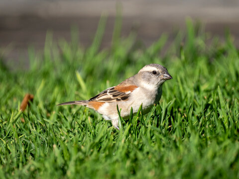 Kapsperling (Passer melanurus)