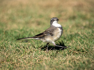 Kapstelze (Motacilla capensis)