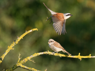 Neuntöter (Lanius collurio)