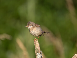 Neunt&ouml;ter (Lanius collurio)