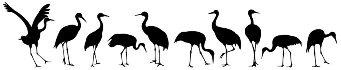 Obraz premium A large bird with a long neck and long legs. Silhouette of a crane, Heron or stork.