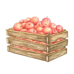 Wooden crate full of red apples. Ripe fruits crop in old box. Container with Farm products. Isolated watercolor fresh harvest for designs in farm, garden or countryside themes. Healthy food concept