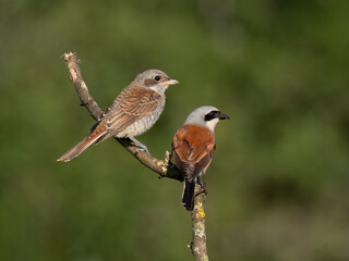 Neuntöter (Lanius collurio)