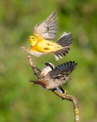 Neuntöter (Lanius collurio)