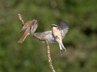 Neuntöter (Lanius collurio)