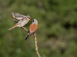 Neuntöter (Lanius collurio)