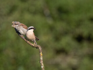 Neuntöter (Lanius collurio)