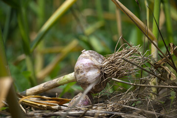 Close-up of freshly harvested garlic bulbs in a garden
