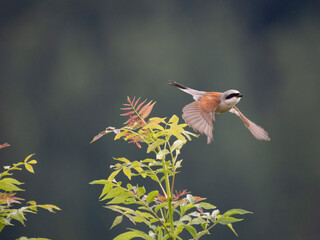 Neuntöter (Lanius collurio)