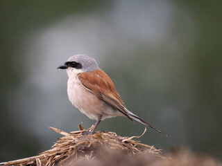 Neuntöter (Lanius collurio)