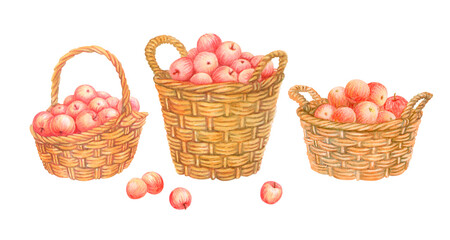 Set of isolated watercolor baskets filled with ripe red apples. Hand drawn wicker panniers with...