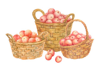 Isolated composition of baskets full of red apples with few scattered fruits in foreground. Hand drawn wicker panniers with crop. Watercolor vintage illustration from APPLE HARVEST collection