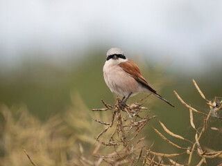 Neuntöter (Lanius collurio)