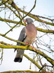 Ringeltaube (Columba palumbus)