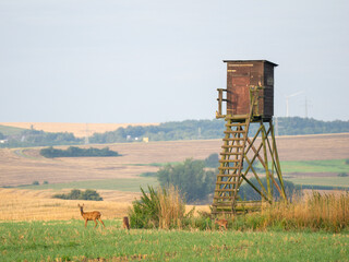 Rehe vor Hochsitz in der Eifel