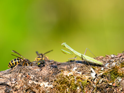 Gottesanbeterin und Wespen