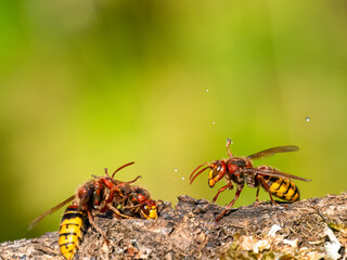 Hornisse (Vespa crabro)