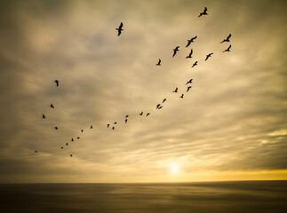 A large flock of seagulls flying over the ocean against a dramatic sunset sky