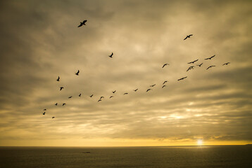 A large flock of seagulls flying over the ocean against a dramatic sunset sky