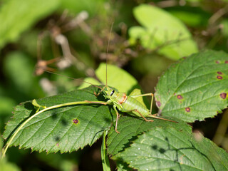 Westliche Steppen-Sattelschrecke (Ephippiger ephippiger)
