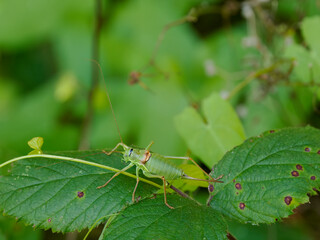 Westliche Steppen-Sattelschrecke (Ephippiger ephippiger)