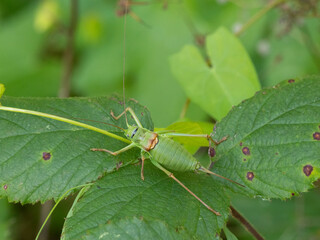 Westliche Steppen-Sattelschrecke (Ephippiger ephippiger)