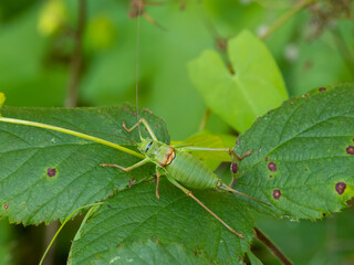 Westliche Steppen-Sattelschrecke (Ephippiger ephippiger)