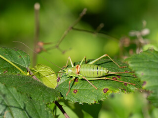 Westliche Steppen-Sattelschrecke (Ephippiger ephippiger)