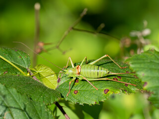 Westliche Steppen-Sattelschrecke (Ephippiger ephippiger)