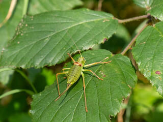 Westliche Steppen-Sattelschrecke (Ephippiger ephippiger)