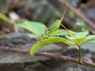 Westliche Steppen-Sattelschrecke (Ephippiger ephippiger)