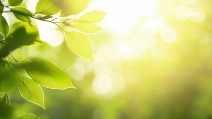 Fototapeta premium Nature-inspired leaf background, sunlight illuminating the scene, clear center copy space