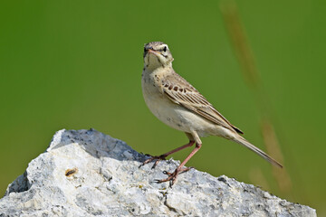 Tawny Pipit // Brachpieper (Anthus campestris) 