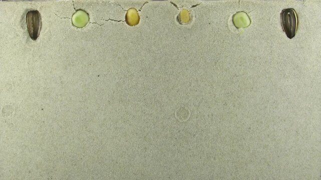 Time lapse of different plants roots growing in a rhizobox