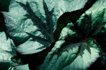 dark black green leave texture abstract background