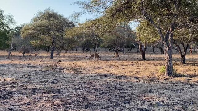 a herd of deer in the middle of the savanna
