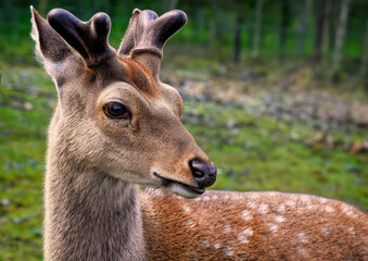A close up of a young male Sika Deer