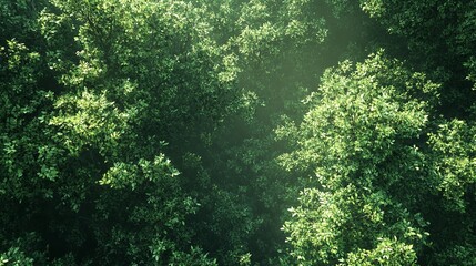 Obraz premium Aerial View of a Lush Forest